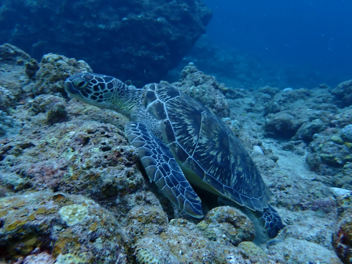 Book Snorkeling Tour in Ishigaki Island’s Emerald Waters (Manta Ray & Turtle Search Japan)