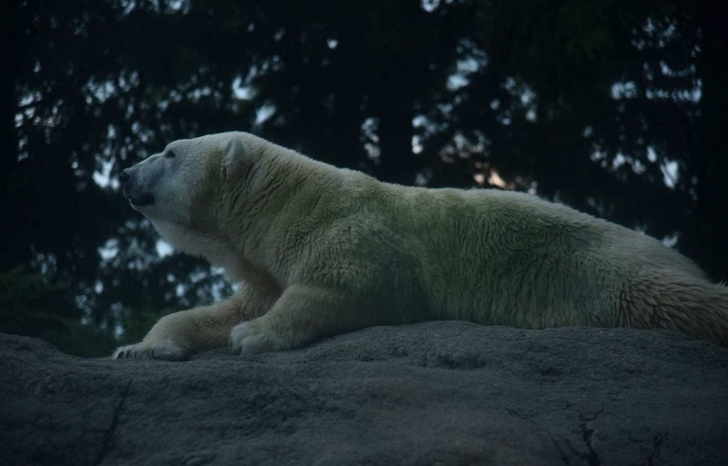 愛知 のんほいパーク（豊橋総合動植物公園）入園Eチケット（引換券）予約