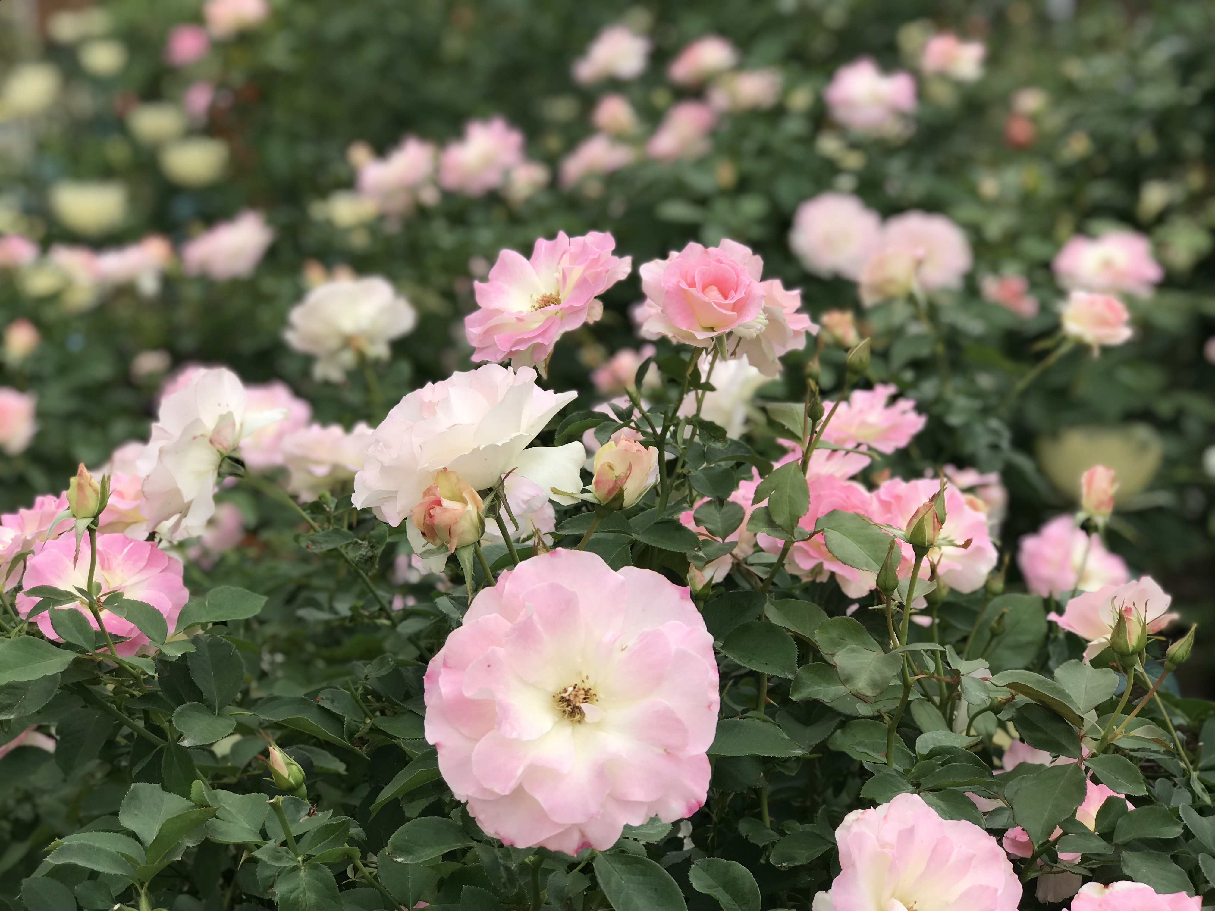 [Roses] 2,500 roses of 500 varieties make the garden gorgeous. The softly scented floral fragrance is soothing
