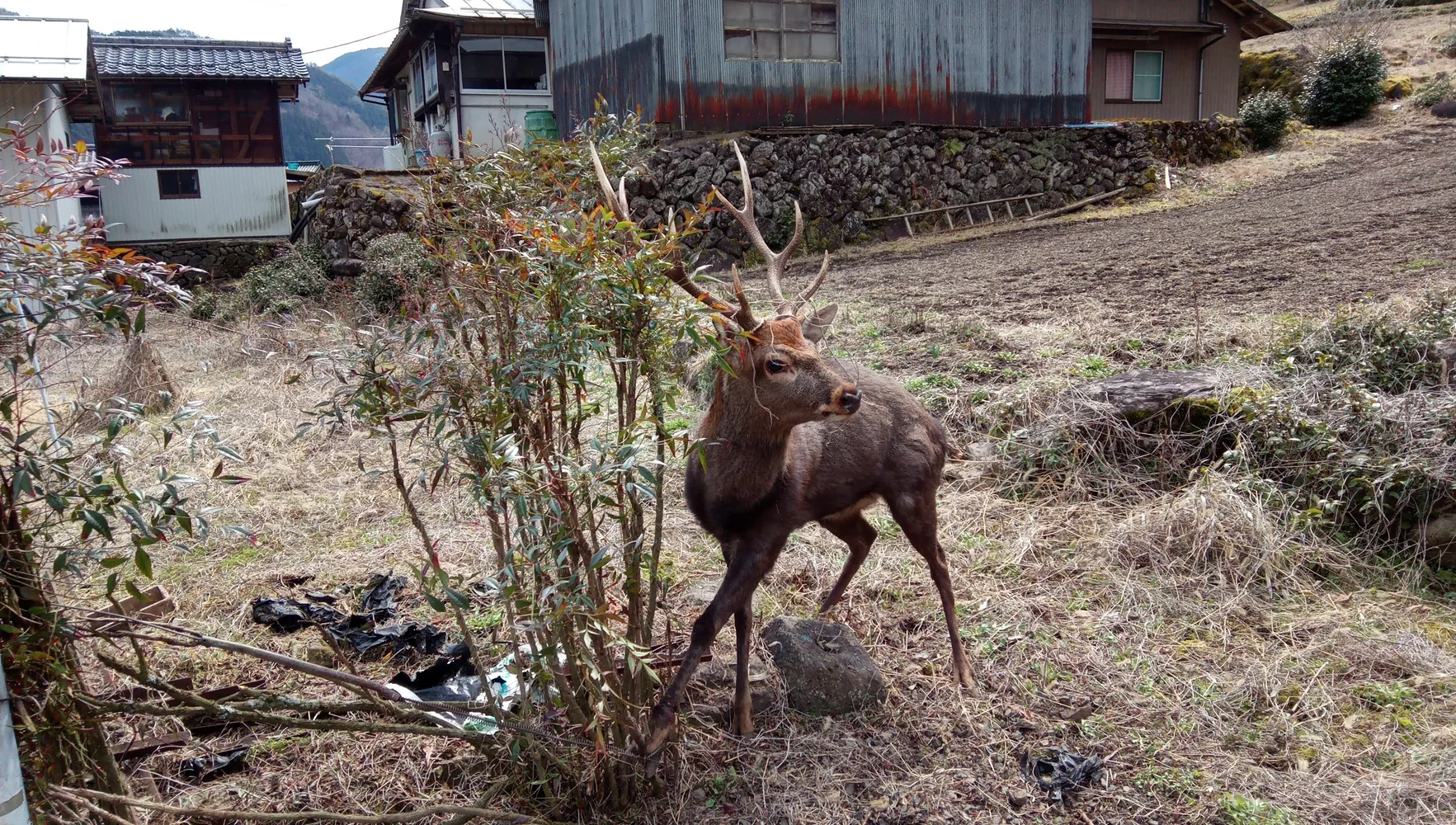 Sustainable Gibier (Wild Game Meat) Hunting Tour at Meiho, Gifu