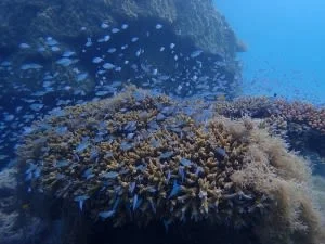 Ishigaki Island Full-Day Fun Diving Experience