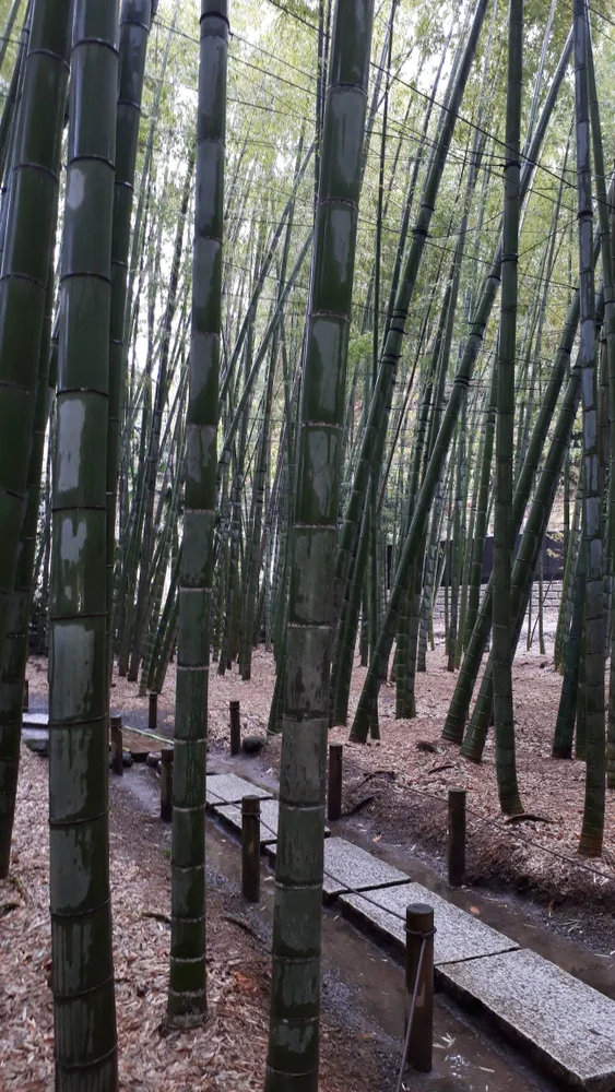 Bamboo forest of Hokokuji Temple