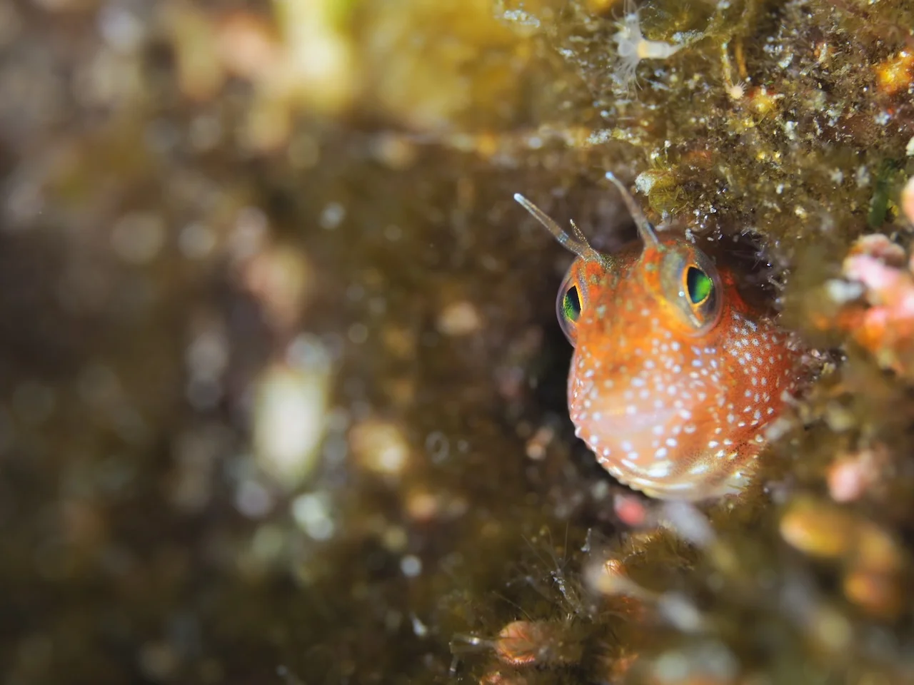 Hyogo Kobe Diving License One-Day Course