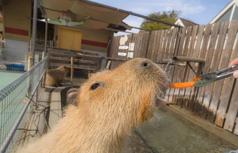 愛知 のんほいパーク（豊橋総合動植物公園）入園Eチケット（引換券）予約