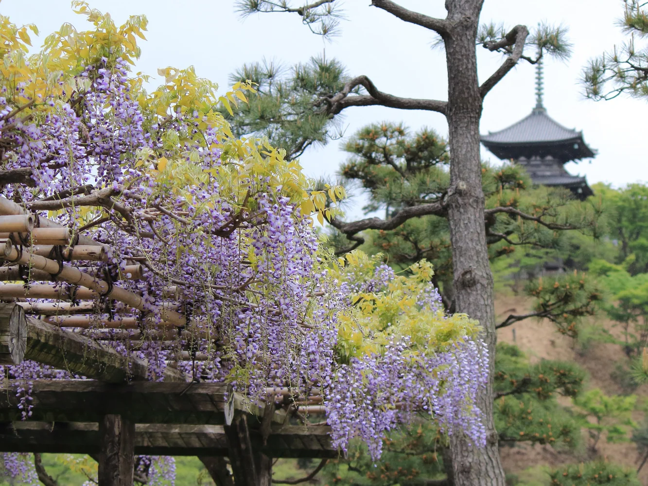 Kanagawa Yokohama Sankeien Garden Admission E-ticket