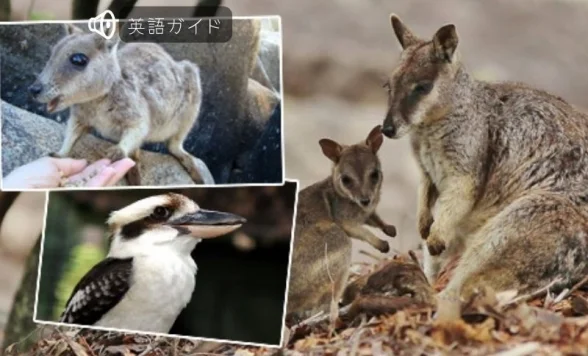 オーストラリア ケアンズ 午後発・どきどき動物探検ツアー 予約＜日本語ガイド／夕食／送迎付き＞_PBAUS_CNS