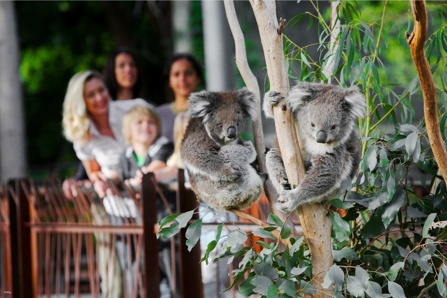 オーストラリア メルボルン動物園 入園Eチケット