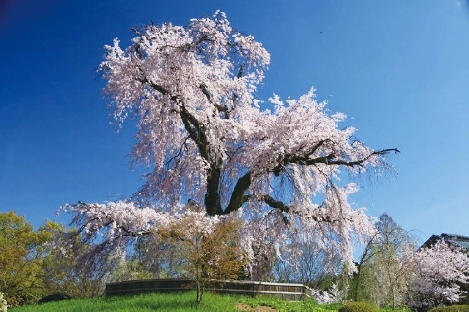 Kyoto 1-Day Cherry-Blossom Tour from Osaka: Hirano Shrine & Maruyama Park & Keage Incline
