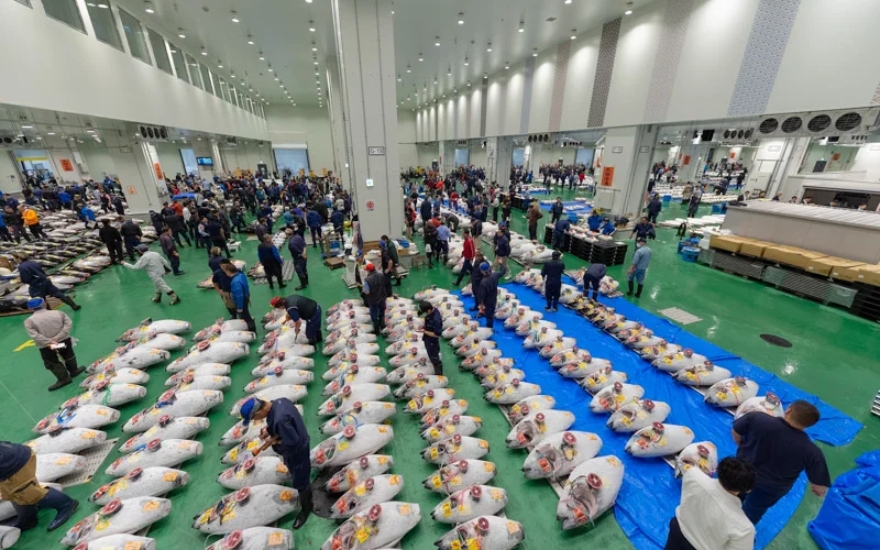 Japan's Tuna Auction in Tokyo〜An Amazing Toyosu Market and Tsukiji Outer Market Tour led by a national licensed tour guide〜