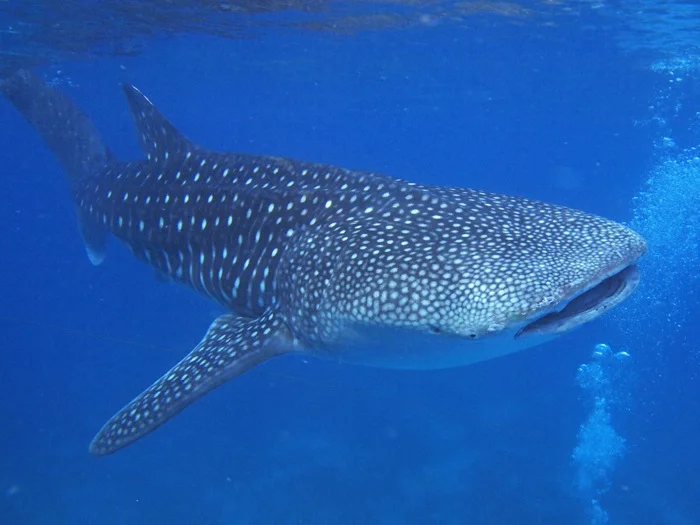 フィリピン セブ島 ジンベエザメに会いに行くシュノーケリング 1日ツアー＜早朝発／送迎付き＞