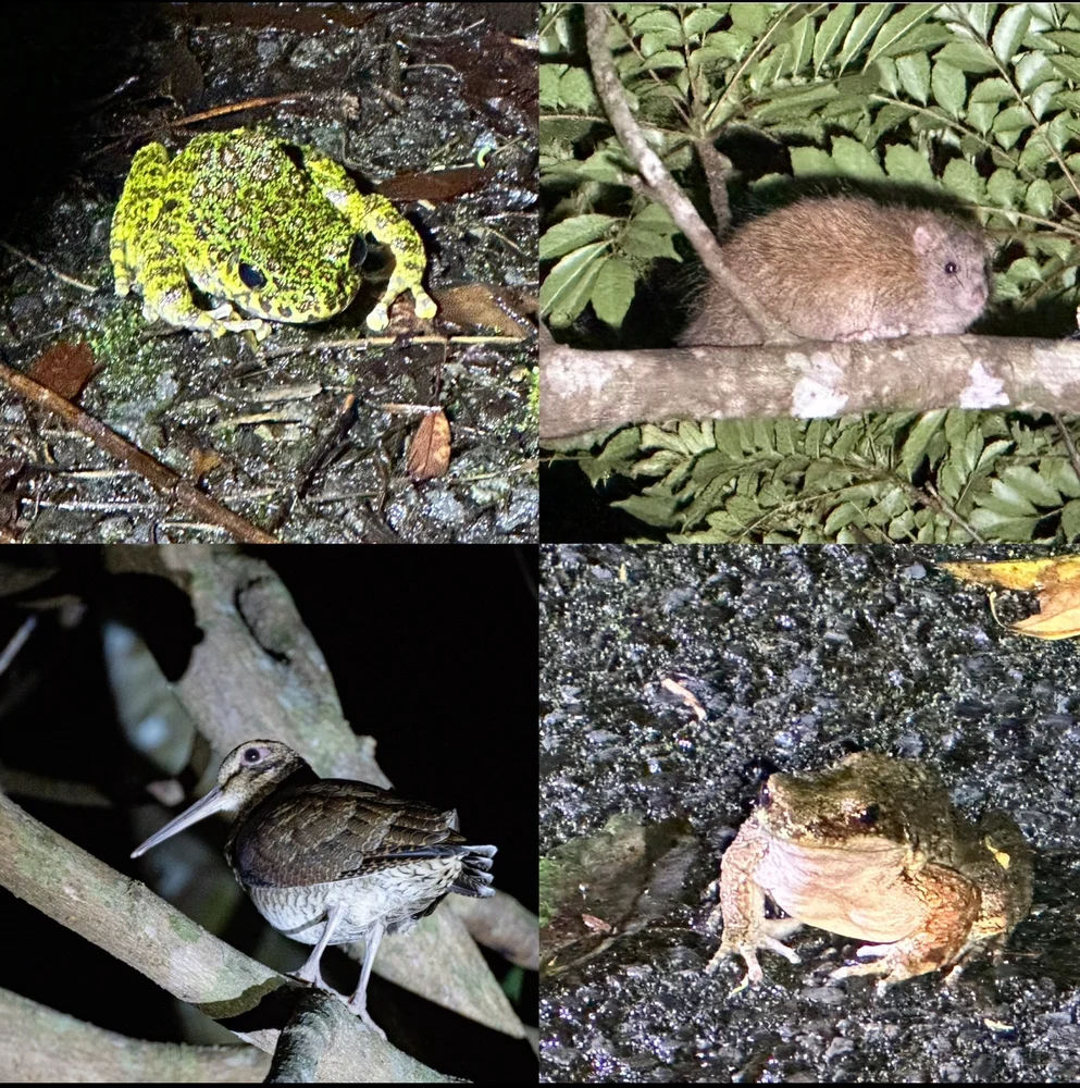 奄美大島 天然記念物アマミノクロウサギ 自然観察ナイトツアー