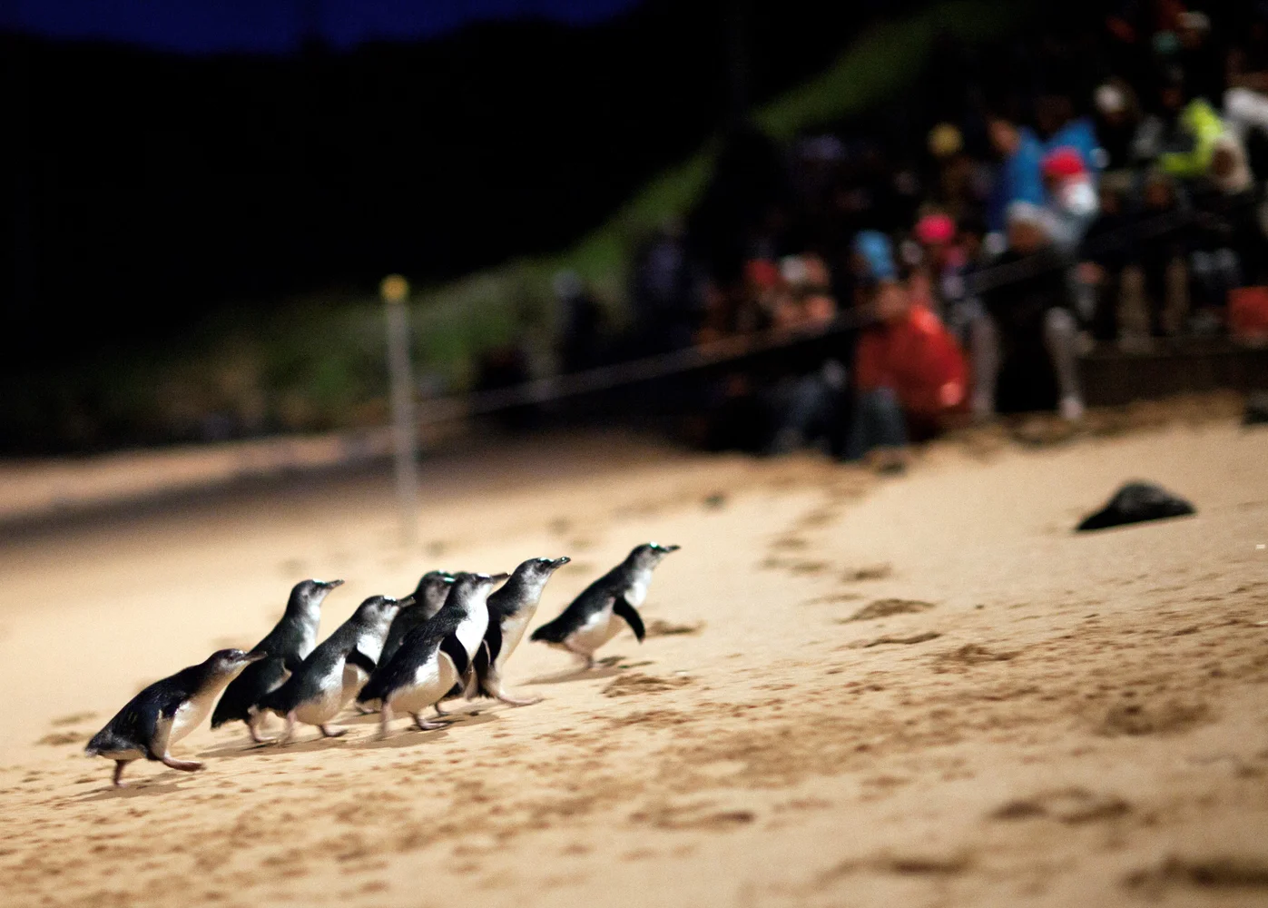 オーストラリア メルボルン発 フィリップ島 ペンギンパレード 少人数エコツアー