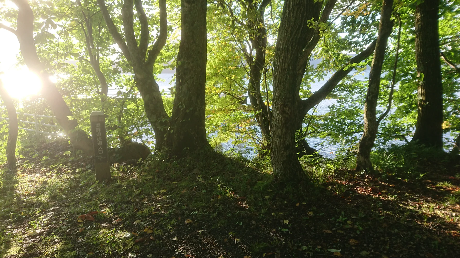 秋田 十和田湖 西湖畔を巡る早朝散策ツアー！緑に包まれた癒しの道を歩く 