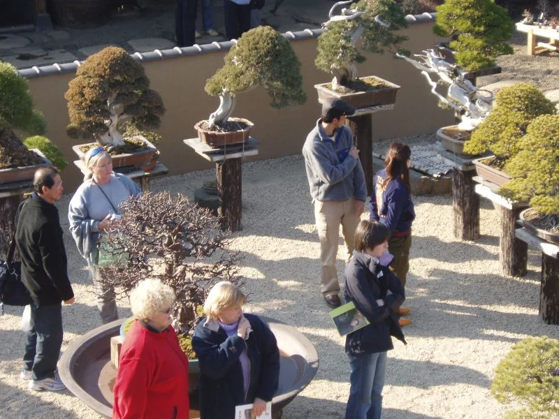 Bonsai Experience and Tour of Shunkaen Bonsai Museum Tour in Tokyo