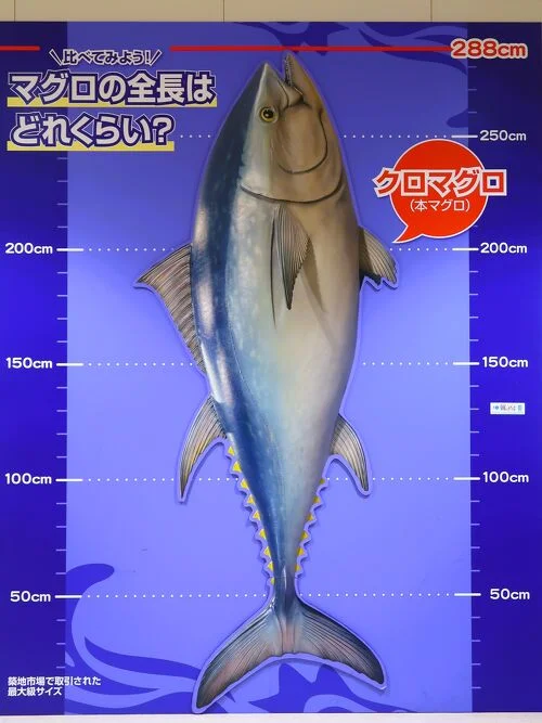 Amazing Toyosu Tuna Auction & Fish Market Tour + Tsukiji Outer Market