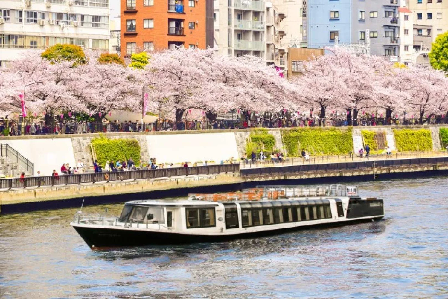 Sumida River Sakura Cruise with Kameido Masumoto Bento + Free Drink in Tokyo 2023