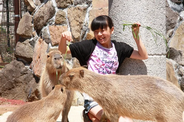 【最大250円割引】静岡 伊豆シャボテン動物公園 Eチケット 予約