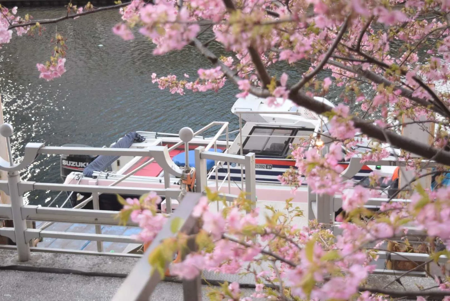 Private Meguro River Cherry Blossom Viewing Chandon Cruise in Tokyo 2023