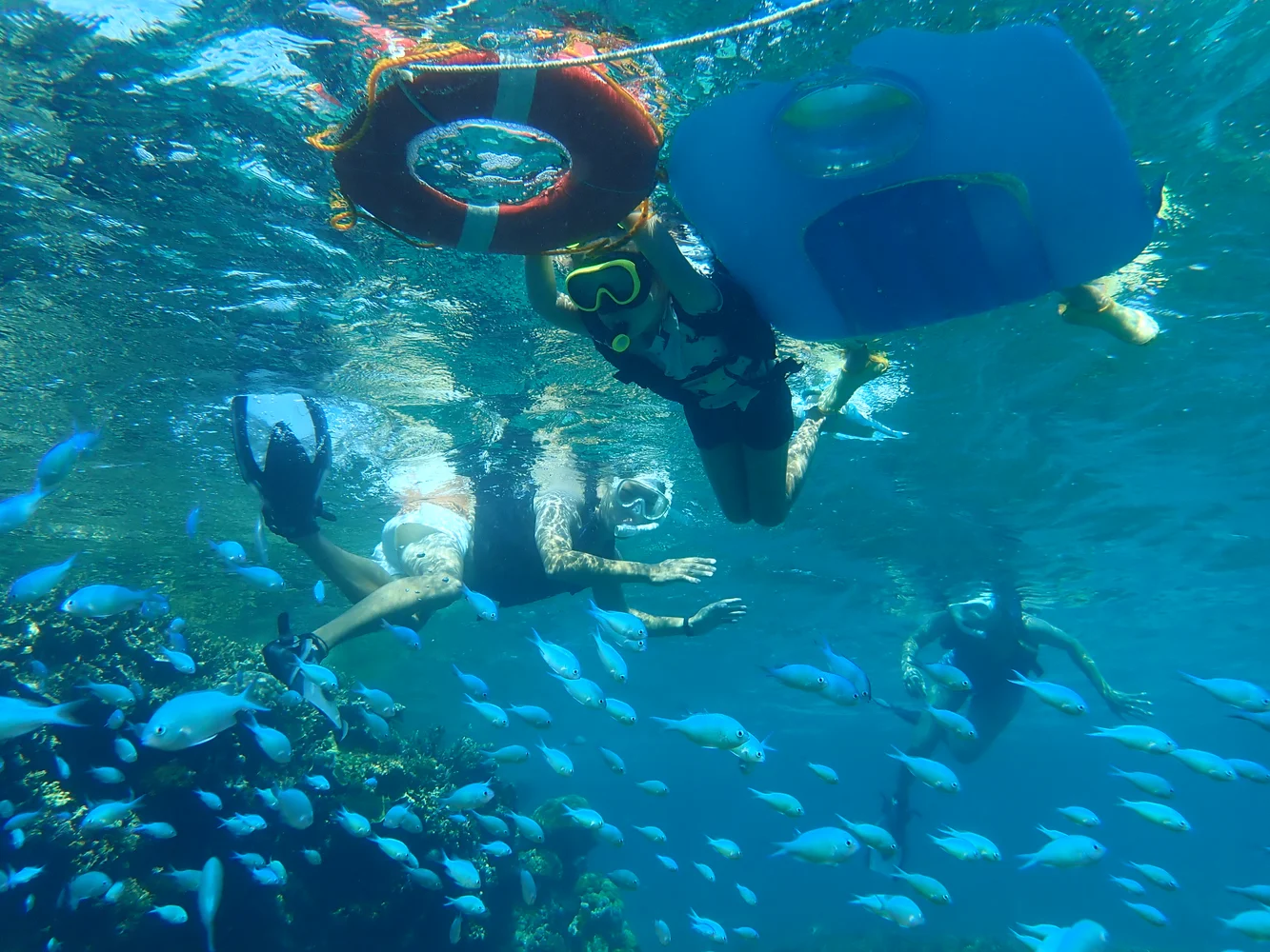 沖縄 宮古島 ウミガメとニモちゃんの熱帯魚の2ビーチシュノーケリング 半日ツアー