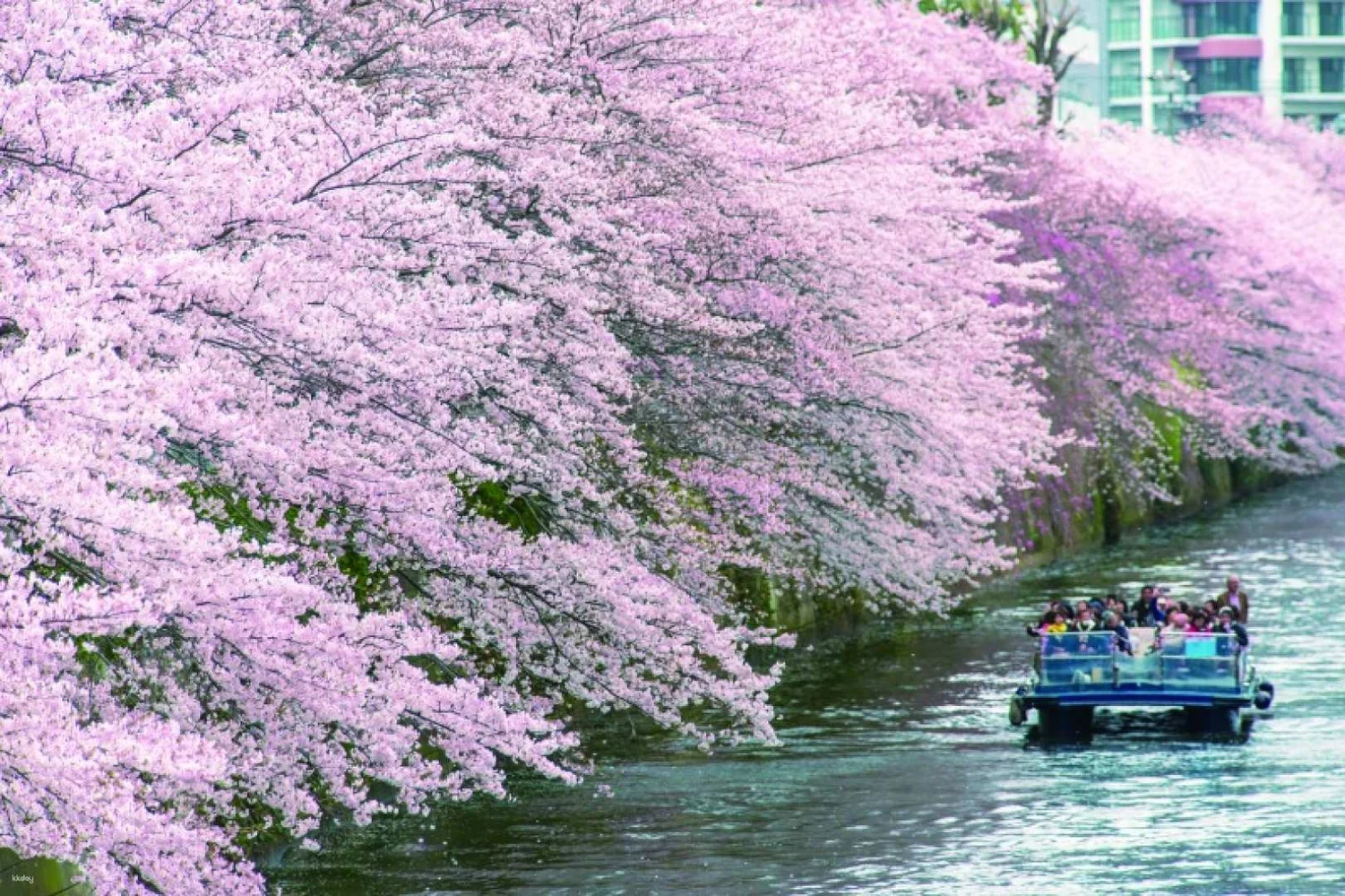 Book Meguro River Cherry Blossom Hanami Cruise Tickets in Tokyo Until 4/13!