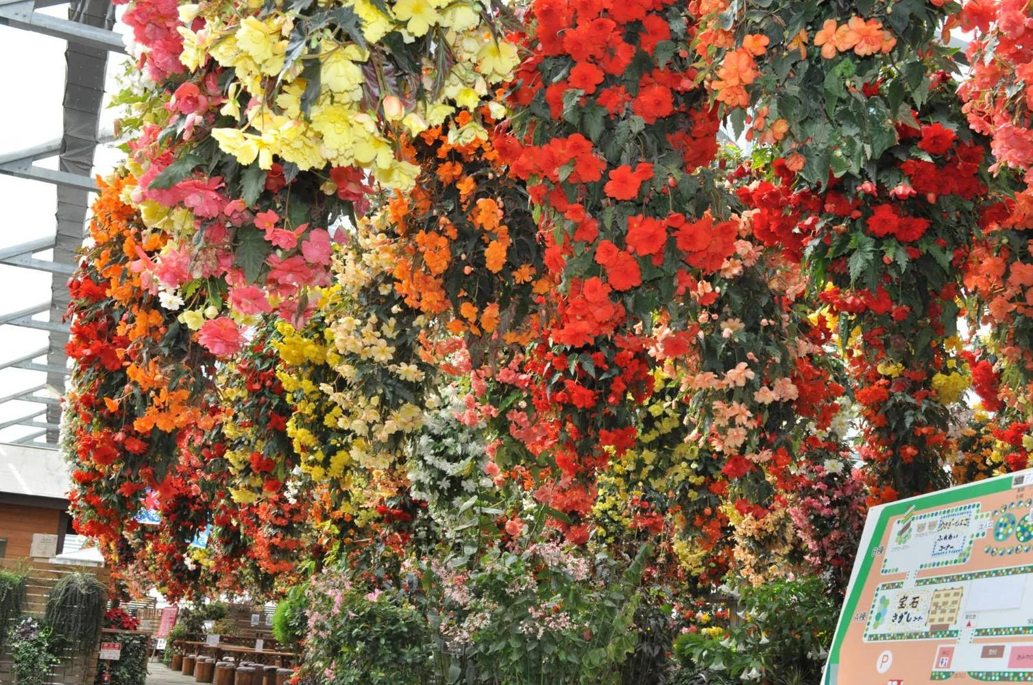 Buy Hana Ichimonme Begonia Garden Admission E-Tickets in Nikko (Tochigi) Online