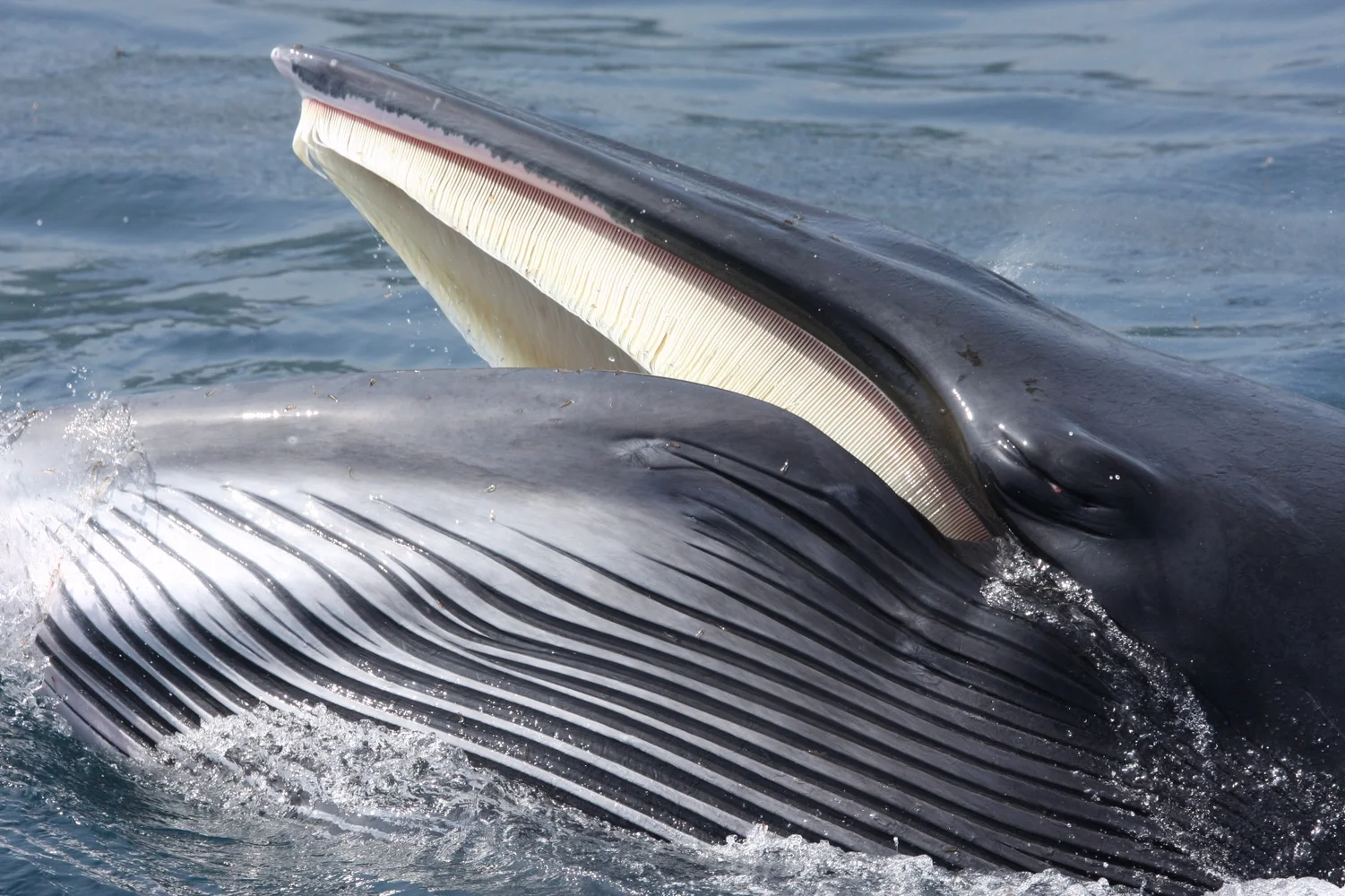 北海道 羅臼 クジラ・イルカ・バードウォッチングクルーズ＜夏季限定プラン＞
