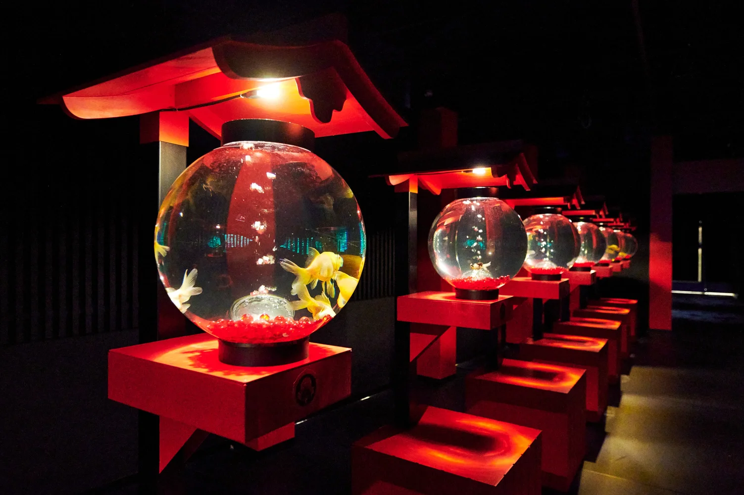 The "Chochin-rium," a fish tank that resembles a lantern, changes its arrangement and goldfish each season.