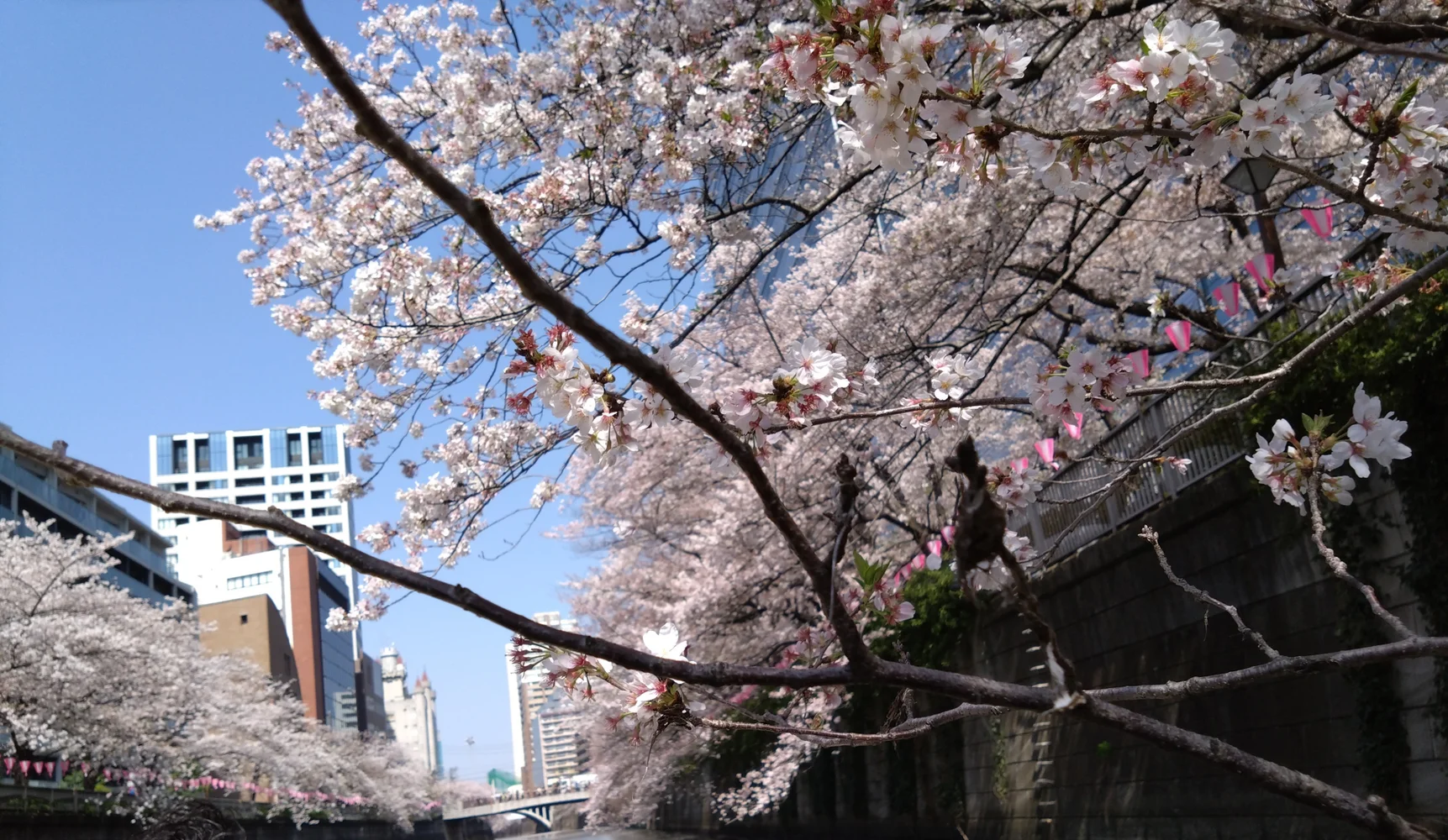 東京 目黒川 貸切お花見クルージング 予約＜3月20日から4月14日までの期間限定＞