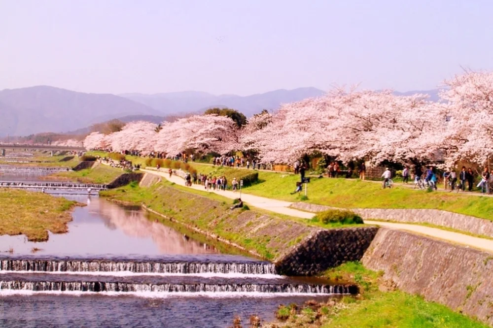 Book a Kyoto Spring Evening Cherry Blossom Food Tour [Sakura 2025]