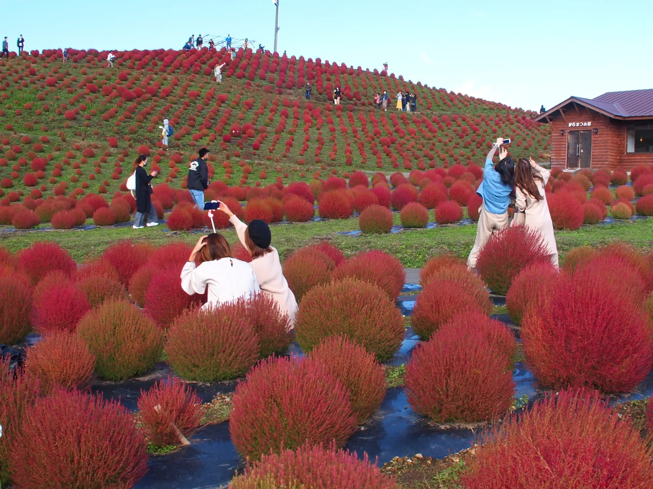 滋賀 びわこ箱館山 前売り入園Eチケット