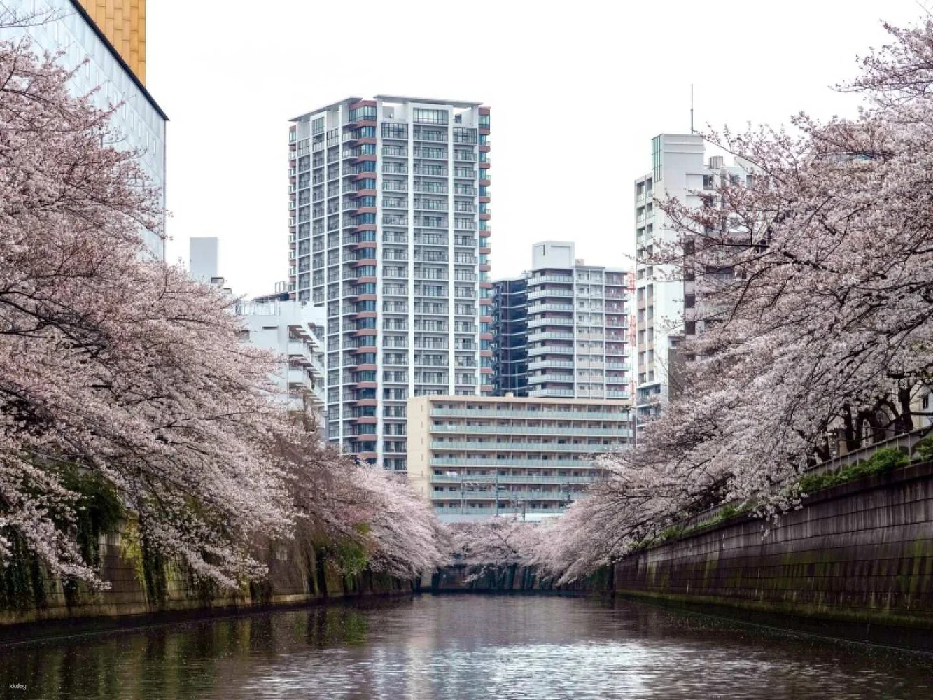 Book Meguro River Cherry Blossom Hanami Cruise Tickets in Tokyo Until 4/13!
