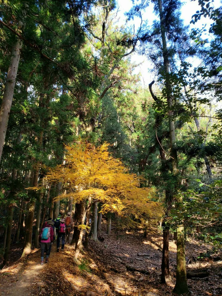 Scenic Hiking Tour with Footbath, and Refreshments or Kaiseki Lunch in Minoh, Osaka