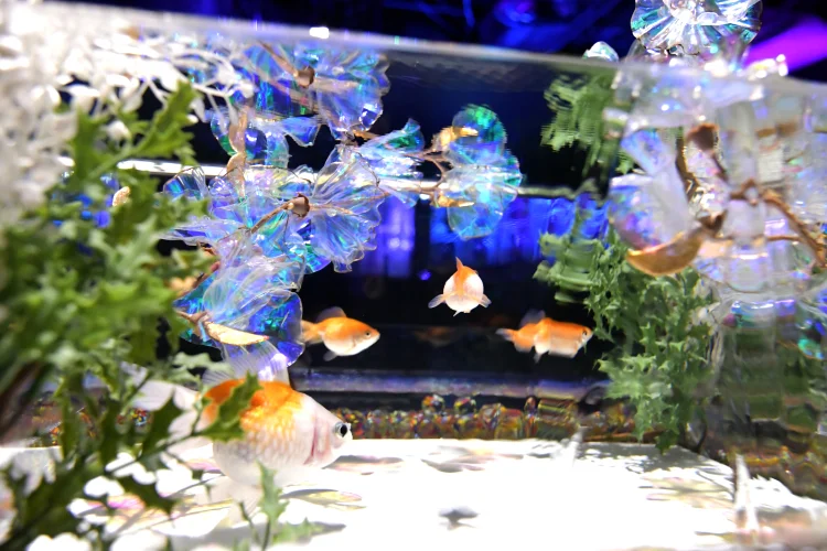 28 Modern Fish Tanks That Inspire Relaxation  Aquarium fish tank, Goldfish  tank, Modern fish tank