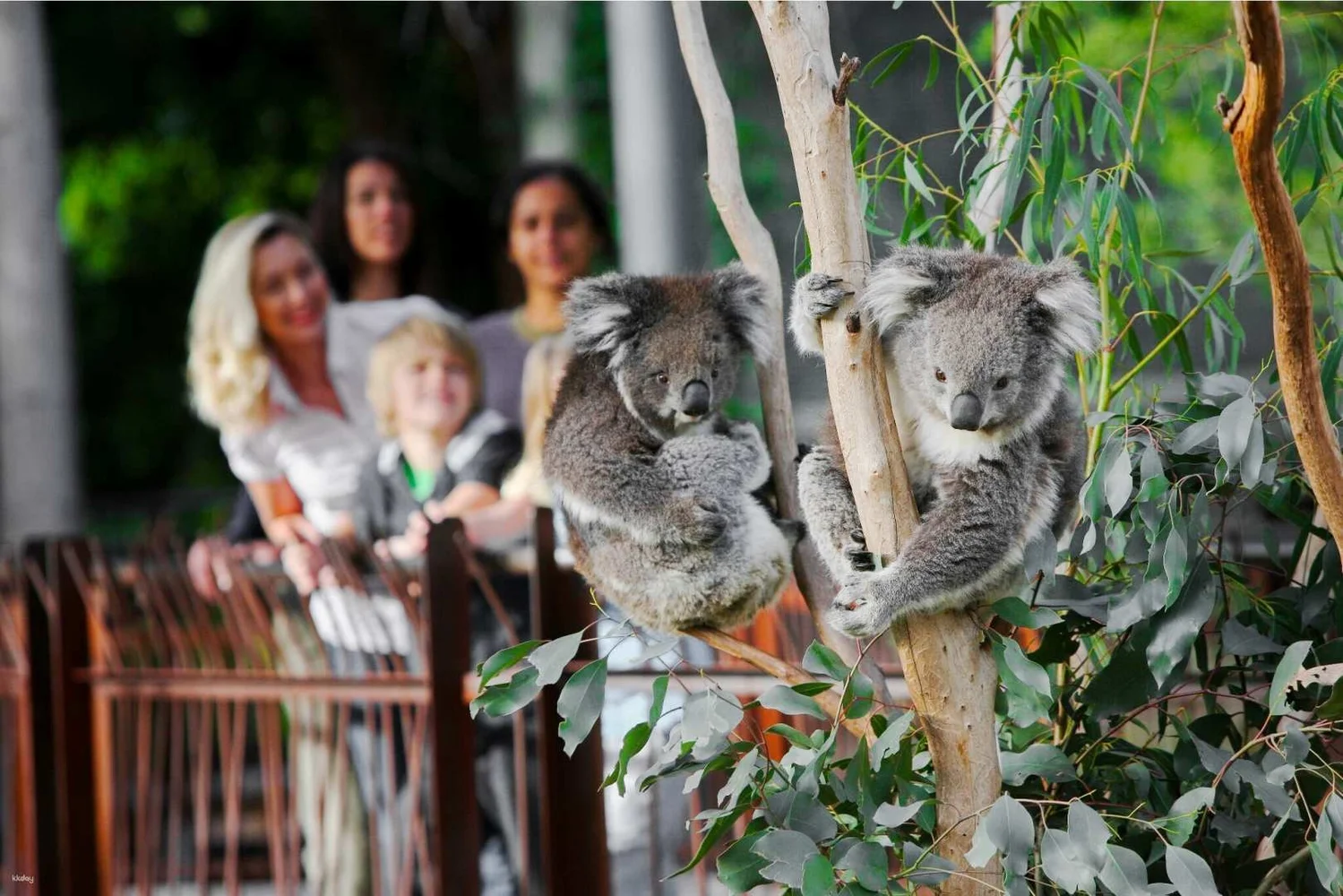 オーストラリア メルボルン動物園（Melbourne Zoo）入場Eチケット 予約