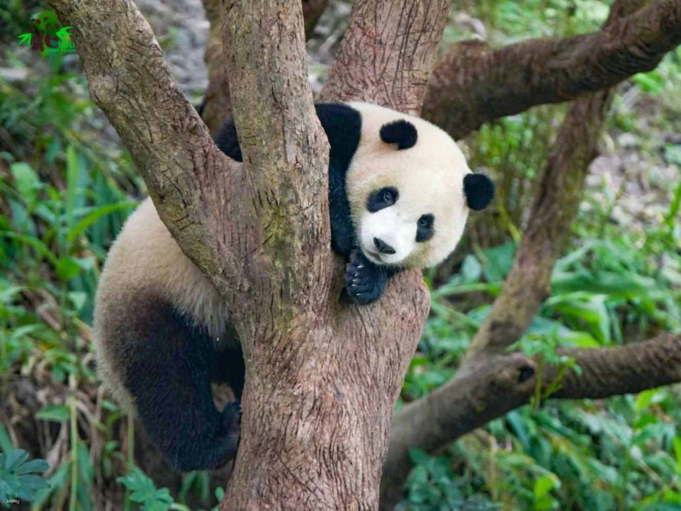 【楽天】台湾 台北市立動物園 Eチケット予約 ＜パンダに出会える動物園＞(em_2403)