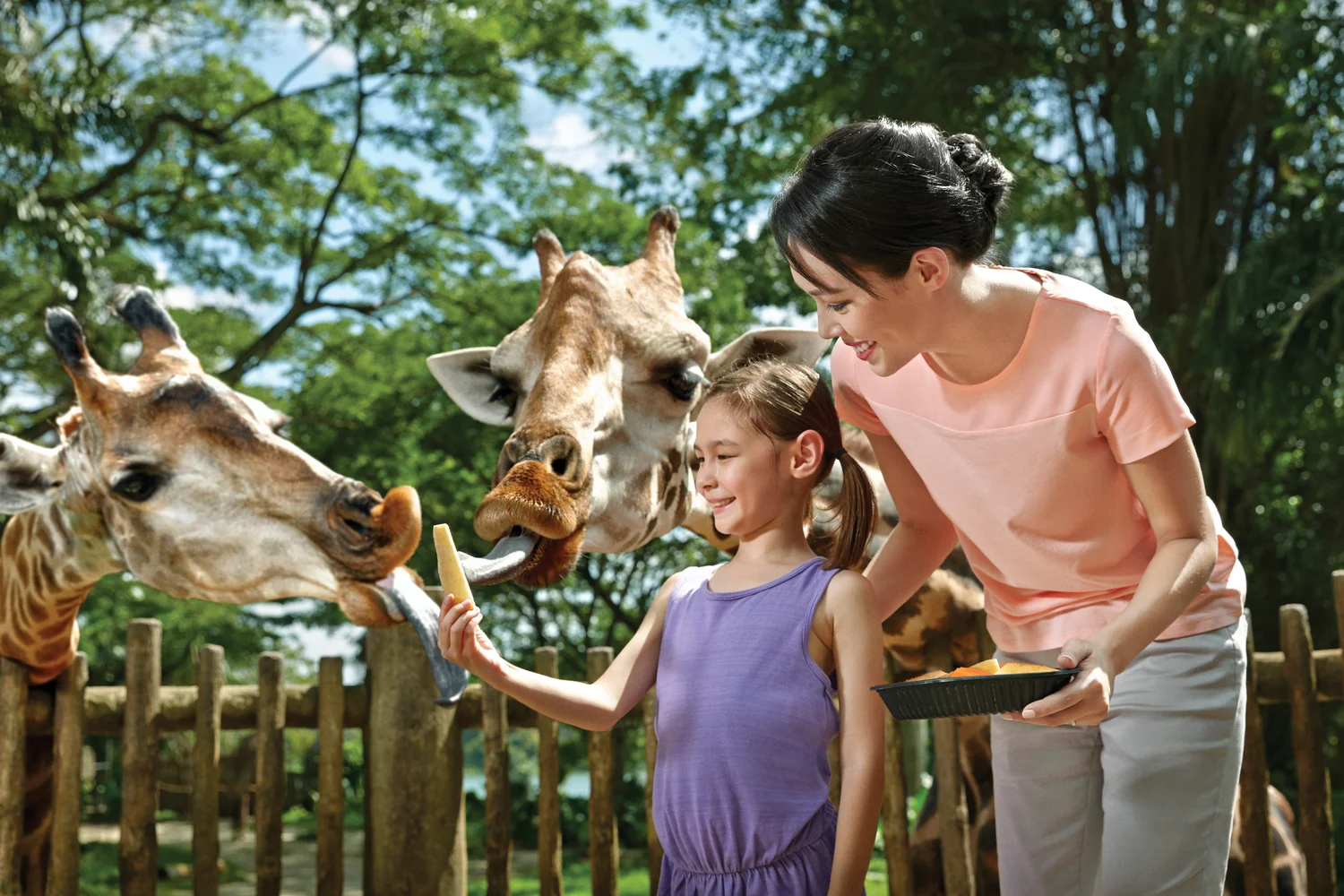 オランウータンとの朝食付き！シンガポール動物園 日本語ガイドツアー＜ホテル送迎付き＞