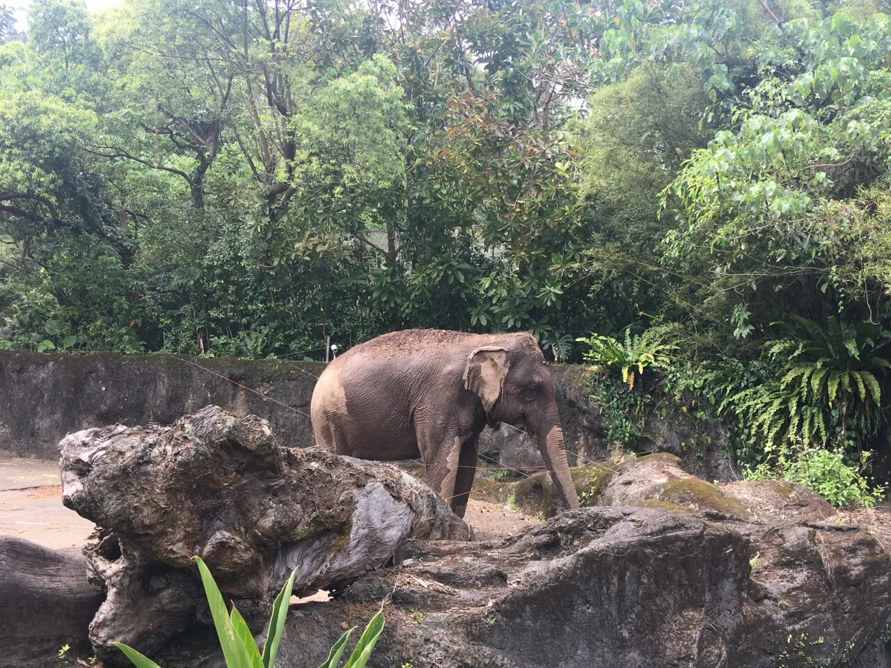 台湾 台北動物園とシャトル列車（片道） + 猫空ロープウェイ1日パス Eチケット 予約