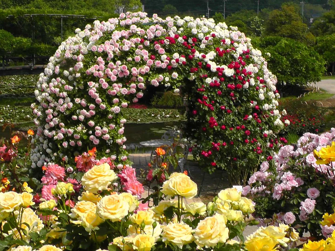 Ashikaga Flower Park Tickets — Great Wisteria Festival, Spring Flower & Rose Festivals