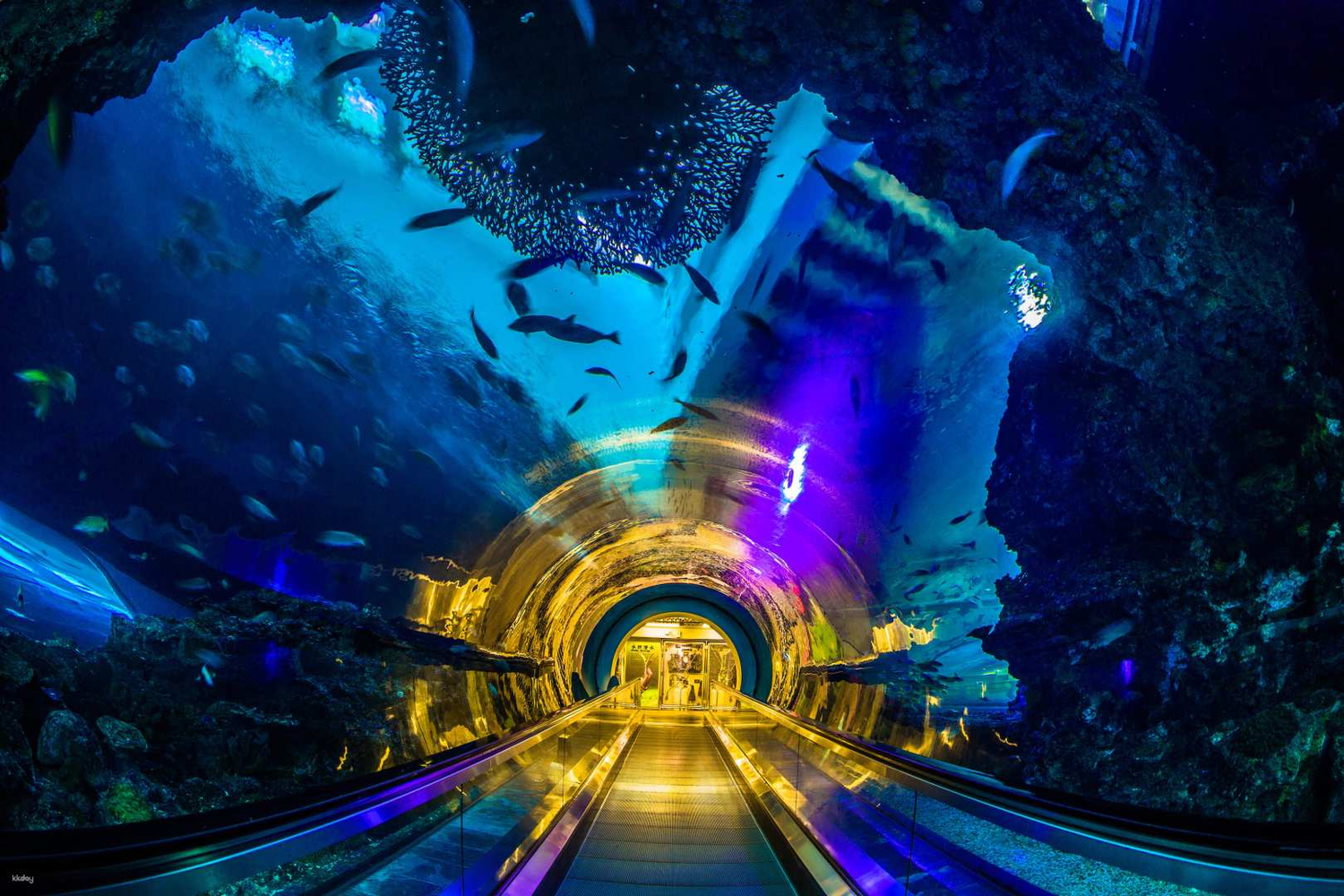 台湾 屏東県 夜の国立海洋生物博物館 台湾水資源博物館ガイドツアー＆恒春半島の潮間帯見学体験 予約＜夕食付＞