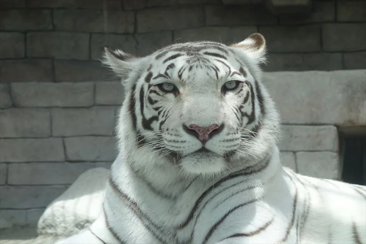 埼玉 東武動物公園 Eチケット 事前購入＜アトラクションパス（乗り放題