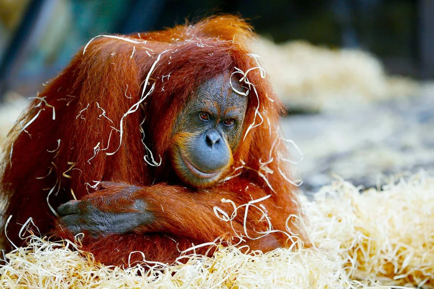 オーストラリア メルボルン動物園（Melbourne Zoo）入場Eチケット 予約