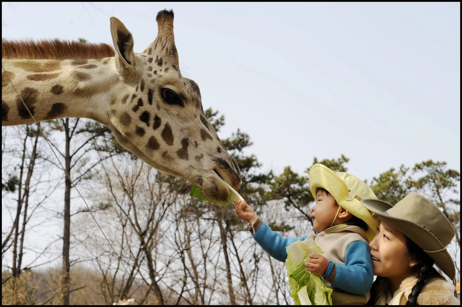 Everland Theme Park Tickets with Transfer Service from Seoul