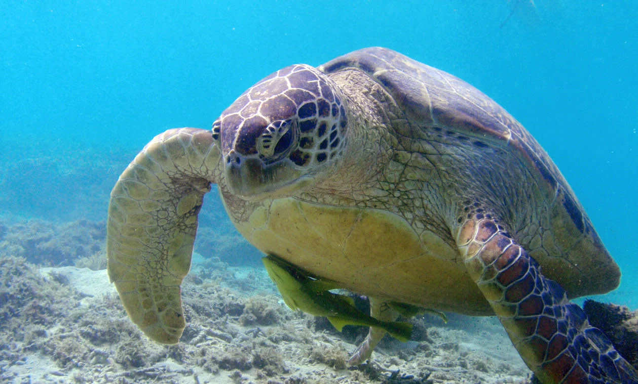 Snorkel & Swim with Sea Turtles in Tokashiki Island's Lagoon in Okinawa
