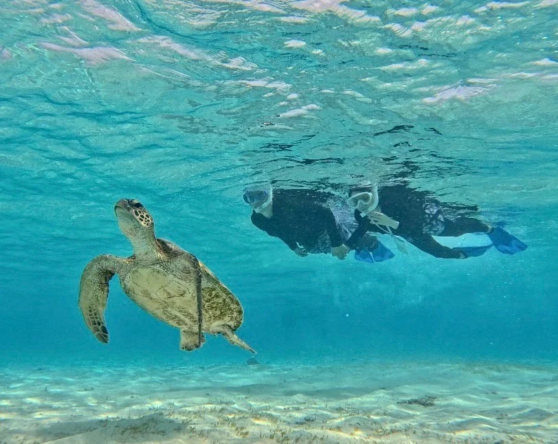 Snorkel With Turtles in the Blue Sea of ​​Miyakojima