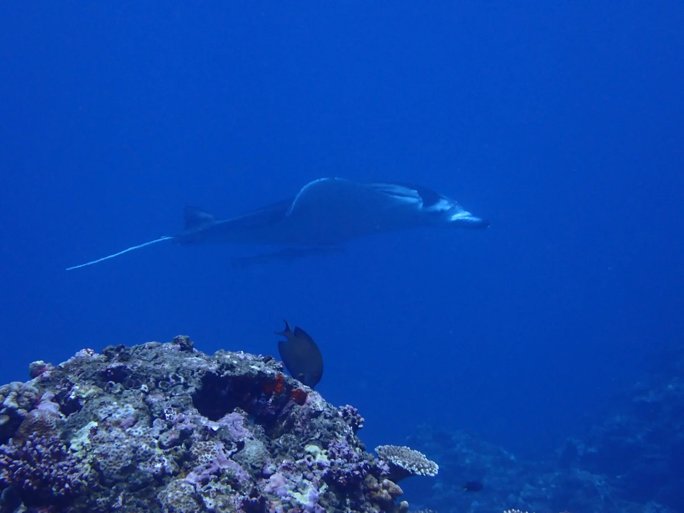 Try an Introduction Diving Course in Ishigaki Island