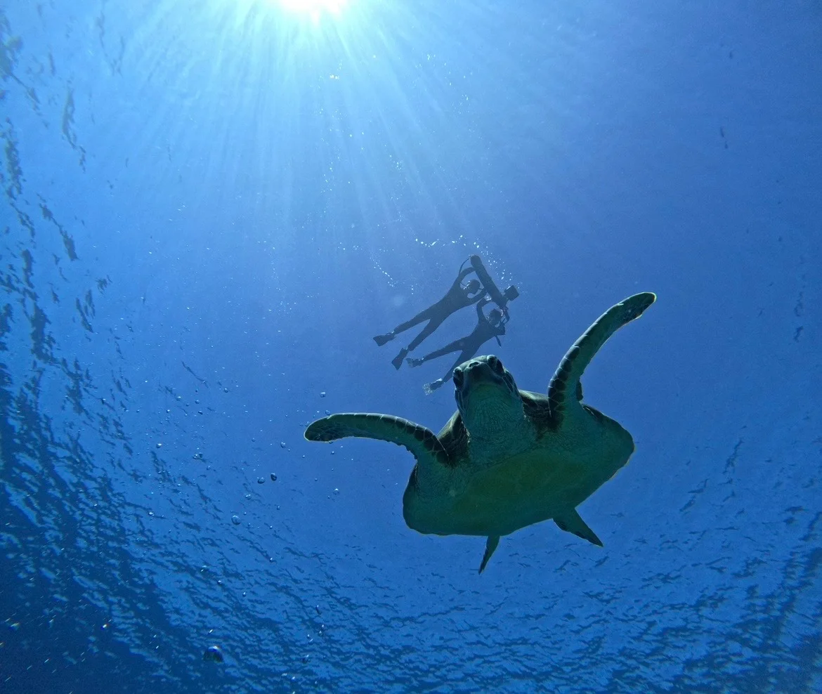 沖縄 Tomorl 石垣島 青の洞窟＆ウミガメシュノーケリング 予約 ＜写真データ＋送迎付き＞