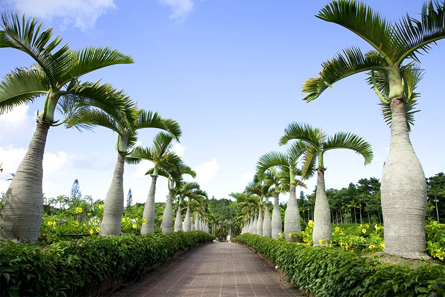 Southeast Botanical Gardens Admission Ticket in Okinawa – Direct Entry