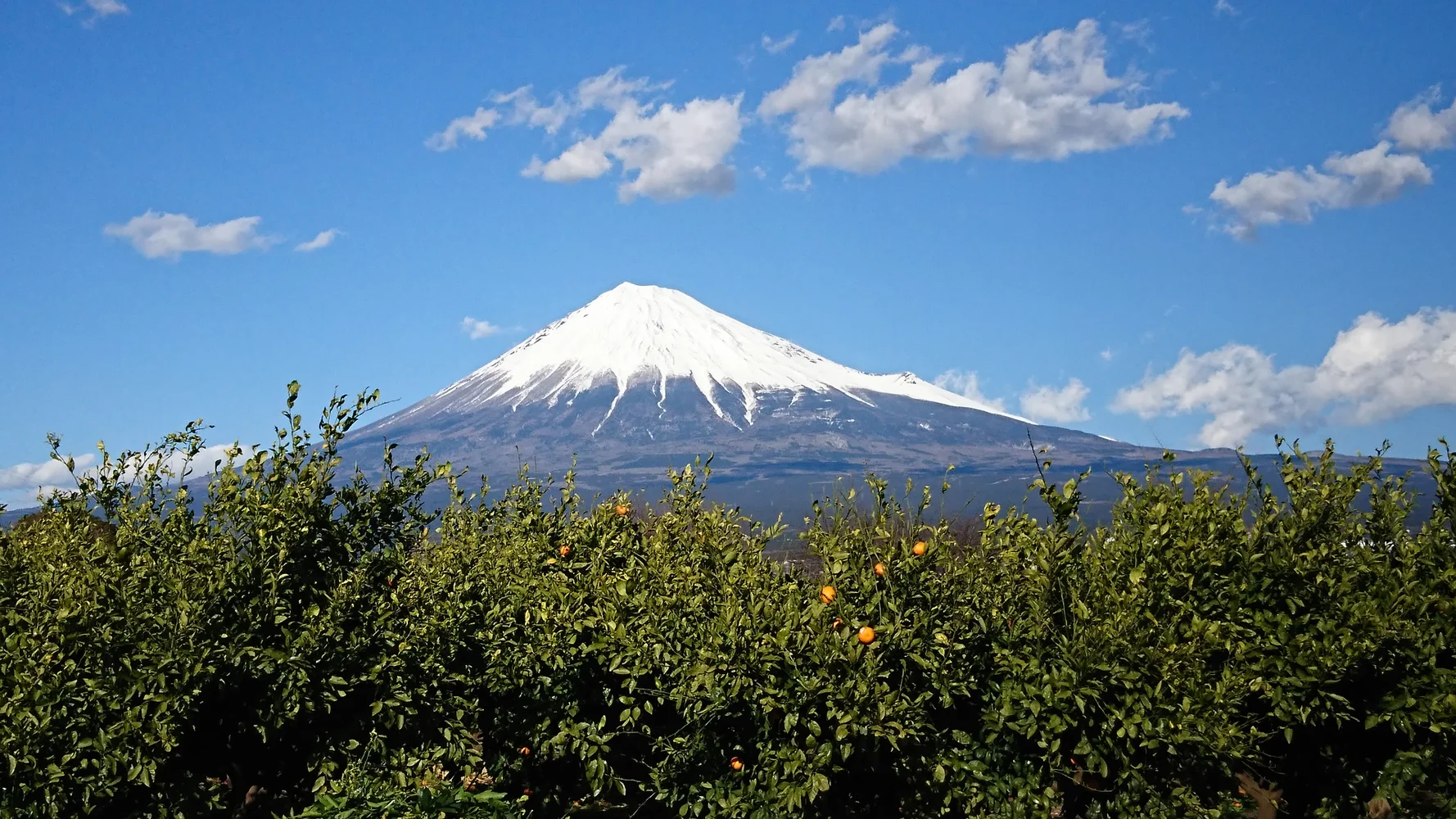 Mt. Fuji Sightseeing Tour + Stay at Fuji Milkland