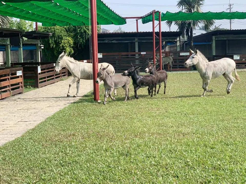 台湾 嘉義 三隻小猪観光農場（3匹の子豚観光農場） 入場Eチケット 予約