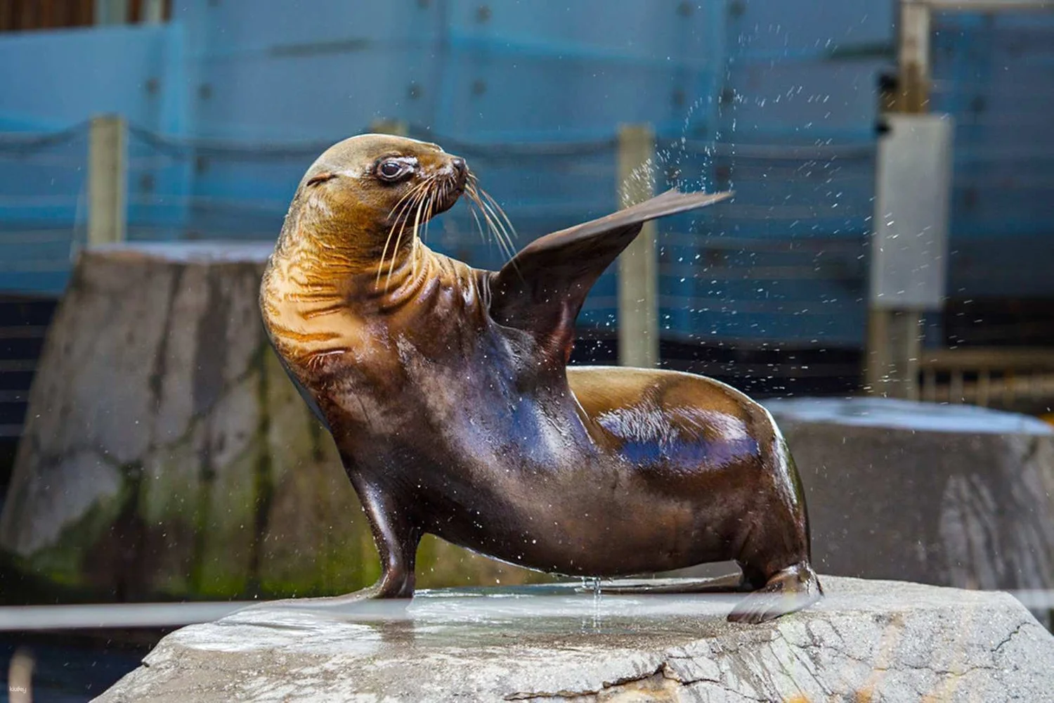 オーストラリア メルボルン動物園（Melbourne Zoo）入場Eチケット 予約